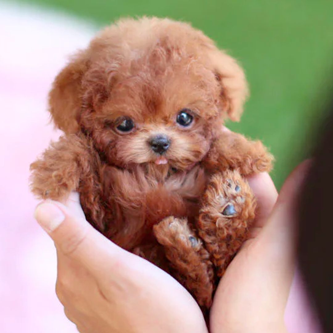 Puppy Interactive Toy Realistic Movement - Vonnera