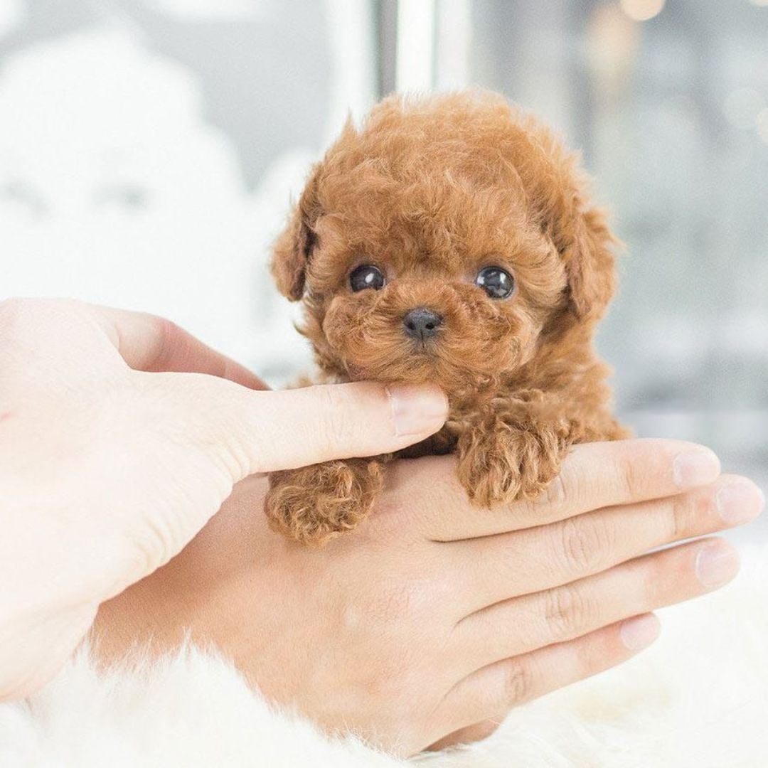 Puppy Interactive Toy Realistic Movement